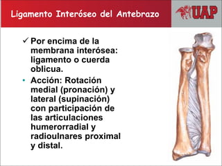  Por encima de la
membrana interósea:
ligamento o cuerda
oblicua.
• Acción: Rotación
medial (pronación) y
lateral (supinación)
con participación de
las articulaciones
humerorradial y
radioulnares proximal
y distal.
Ligamento Interóseo del Antebrazo
 