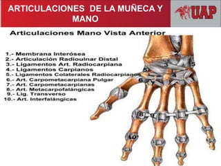 ARTICULACIONES DE LA MUÑECA Y
MANO
 