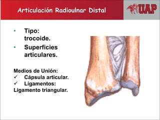 • Tipo:
trocoide.
• Superficies
articulares.
Articulación Radioulnar Distal
Medios de Unión:
 Cápsula articular.
 Ligamentos:
Ligamento triangular.
 