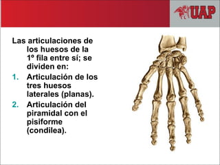 Las articulaciones de
los huesos de la
1º fila entre sí; se
dividen en:
1. Articulación de los
tres huesos
laterales (planas).
2. Articulación del
piramidal con el
pisiforme
(condilea).
 
