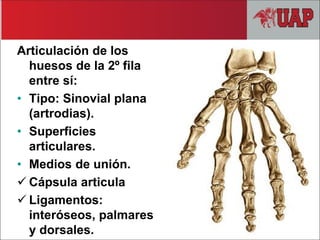 Articulación de los
huesos de la 2º fila
entre sí:
• Tipo: Sinovial plana
(artrodias).
• Superficies
articulares.
• Medios de unión.
 Cápsula articula
 Ligamentos:
interóseos, palmares
y dorsales.
 