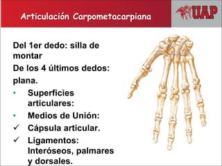 Del 1er dedo: silla de
montar
De los 4 últimos dedos:
plana.
• Superficies
articulares:
• Medios de Unión:
 Cápsula articular.
 Ligamentos:
Interóseos, palmares
y dorsales.
Articulación Carpometacarpiana
 