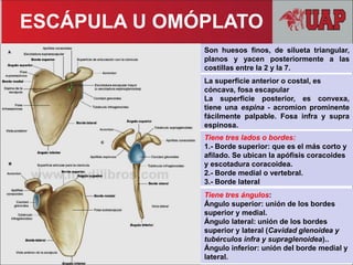 Tiene tres ángulos:
Ángulo superior: unión de los bordes
superior y medial.
Ángulo lateral: unión de los bordes
superior y lateral (Cavidad glenoidea y
tubérculos infra y supraglenoidea)..
Ángulo inferior: unión del borde medial y
lateral.
Son huesos finos, de silueta triangular,
planos y yacen posteriormente a las
costillas entre la 2 y la 7.
La superficie anterior o costal, es
cóncava, fosa escapular
La superficie posterior, es convexa,
tiene una espina - acromion prominente
fácilmente palpable. Fosa infra y supra
espinosa.
Tiene tres lados o bordes:
1.- Borde superior: que es el más corto y
afilado. Se ubican la apófisis coracoides
y escotadura coracoidea.
2.- Borde medial o vertebral.
3.- Borde lateral
ESCÁPULA U OMÓPLATO
 