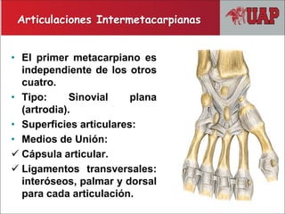 • El primer metacarpiano es
independiente de los otros
cuatro.
• Tipo: Sinovial plana
(artrodia).
• Superficies articulares:
• Medios de Unión:
 Cápsula articular.
 Ligamentos transversales:
interóseos, palmar y dorsal
para cada articulación.
Articulaciones Intermetacarpianas
 