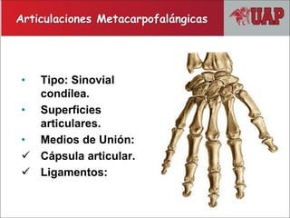 • Tipo: Sinovial
condílea.
• Superficies
articulares.
• Medios de Unión:
 Cápsula articular.
 Ligamentos:
Articulaciones Metacarpofalángicas
 
