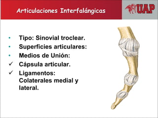 • Tipo: Sinovial troclear.
• Superficies articulares:
• Medios de Unión:
 Cápsula articular.
 Ligamentos:
Colaterales medial y
lateral.
Articulaciones Interfalángicas
 