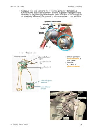 HUESOS Y CABLES                                                            Nuestra Anatomía

             la cápsula (muy laxa) se inserta alrededor de la glenoides y de la cabeza
             humeral. Puntos débiles: especialmente entre los engrosamientos ligamentarios
             anteriores, los 3 ligamentos glenohumerales dejan entre ellos un sector capsular
             sin refuerzo ligamentoso (foramen oval), por ahí se escapa la cabeza humeral




             está reforzada por:

                                                                         arriba: ligamento
                                                                         coracohumeral, el
                                                                         más fuerte
                                                                         delante:
                                                                         ligamentos
                                                                         glenohumerales




La Mirada Hacia Dentro                                                                     39
 