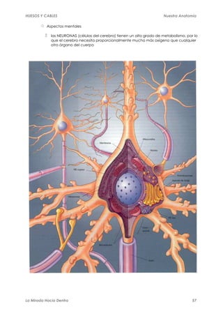HUESOS Y CABLES                                                         Nuestra Anatomía

          Aspectos mentales

             las NEURONAS (células del cerebro) tienen un alto grado de metabolismo, por lo
             que el cerebro necesita proporcionalmente mucho más oxígeno que cualquier
             otro órgano del cuerpo




La Mirada Hacia Dentro                                                                  57
 