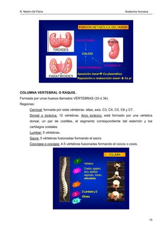 R. Martín-Gil Parra Anatomía Humana
Función de la columna vertebral:
SOTENER LA CABEZA
INSERCIÓN DE MÚSCULOS Y FIJACIÓN DE...