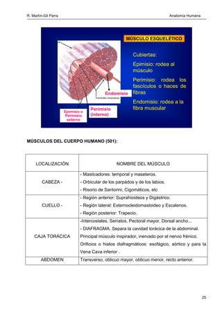 R. Martín-Gil Parra Anatomía Humana
26
HOMBRO Deltoides, Redondo mayor y menor, etc.
BRAZO
Bíceps braquial, Braquial anter...