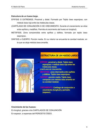 R. Martín-Gil Parra Anatomía Humana
Formación y resorción del hueso.
OSTEOGÉNESIS U OSIFICACIÓN: Formación de tejido óseo ...