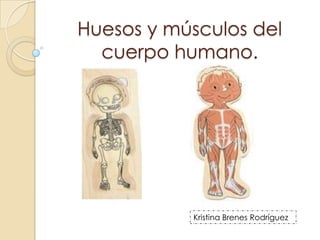 Huesos y músculos del
  cuerpo humano.




           Kristina Brenes Rodríguez
 