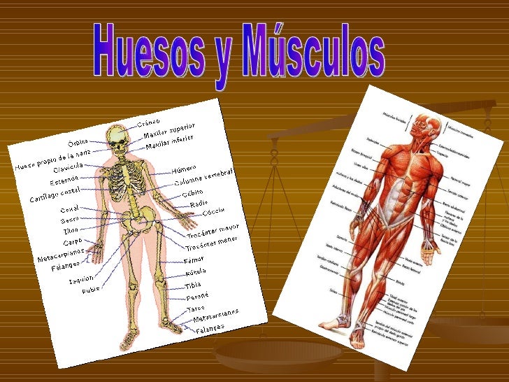 Los Musculos Y Los Huesos Del