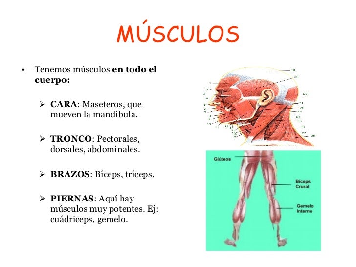 Huesos y musculos