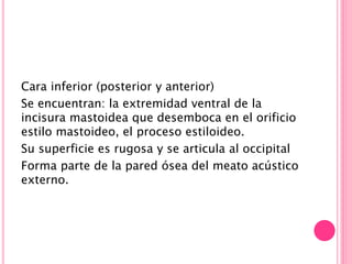 Cara inferior (posterior y anterior)
Se encuentran: la extremidad ventral de la
incisura mastoidea que desemboca en el orificio
estilo mastoideo, el proceso estiloideo.
Su superficie es rugosa y se articula al occipital
Forma parte de la pared ósea del meato acústico
externo.
 