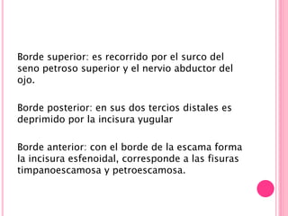 Borde superior: es recorrido por el surco del
seno petroso superior y el nervio abductor del
ojo.
Borde posterior: en sus dos tercios distales es
deprimido por la incisura yugular
Borde anterior: con el borde de la escama forma
la incisura esfenoidal, corresponde a las fisuras
timpanoescamosa y petroescamosa.
 