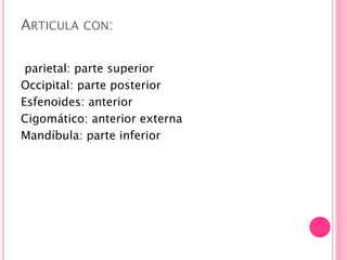 ARTICULA CON:
parietal: parte superior
Occipital: parte posterior
Esfenoides: anterior
Cigomático: anterior externa
Mandíbula: parte inferior
 