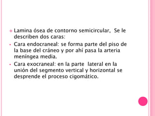  Lamina ósea de contorno semicircular, Se le
describen dos caras:
 Cara endocraneal: se forma parte del piso de
la base del cráneo y por ahí pasa la arteria
meníngea media.
 Cara exocraneal: en la parte lateral en la
unión del segmento vertical y horizontal se
desprende el proceso cigomático.
 