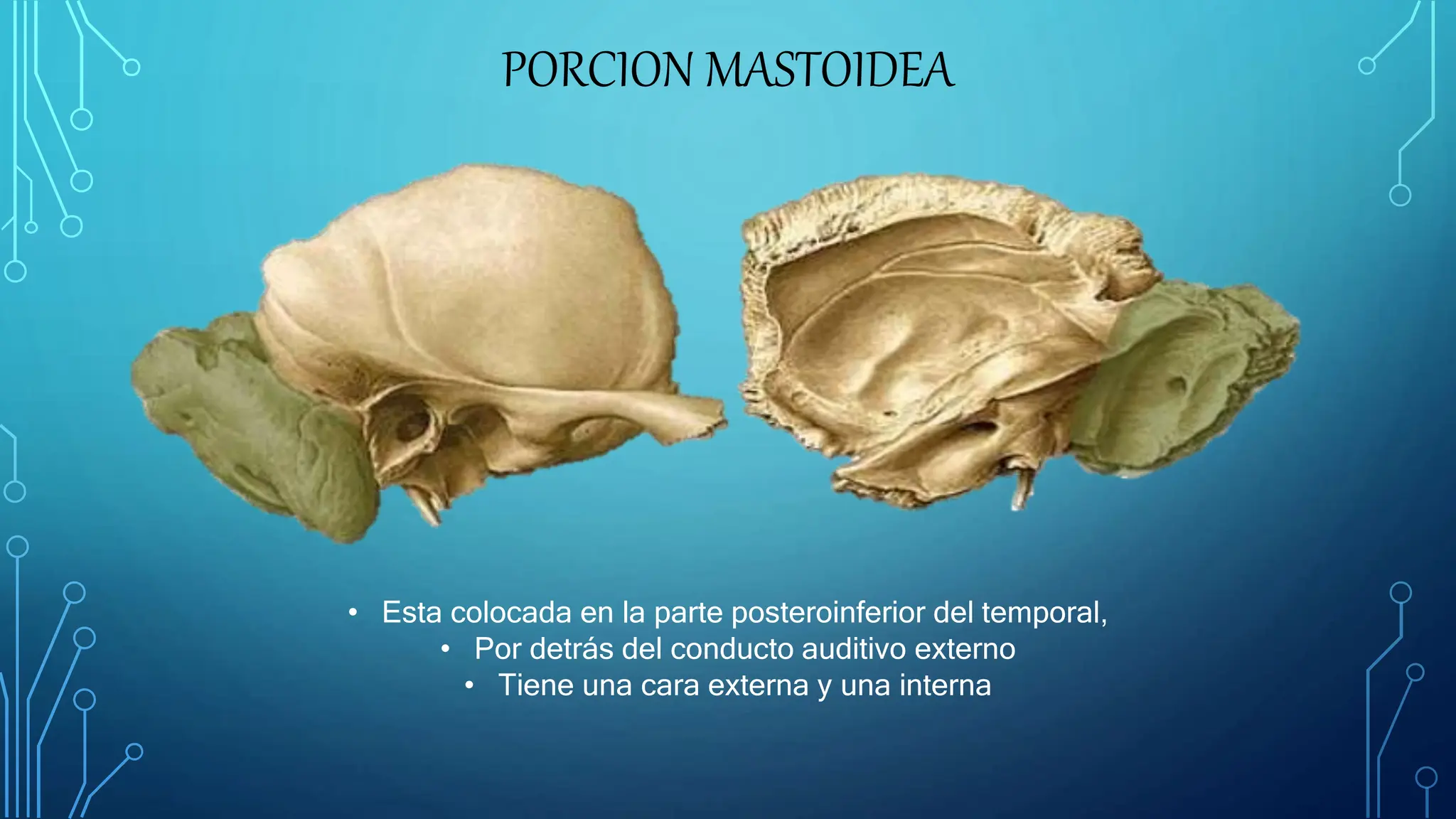 Exposicion Sobre El Hueso Temporal Y Su Descripcion PPTX Exposicion Sobre El Hueso Temporal Y Su Descripcion PPTX
