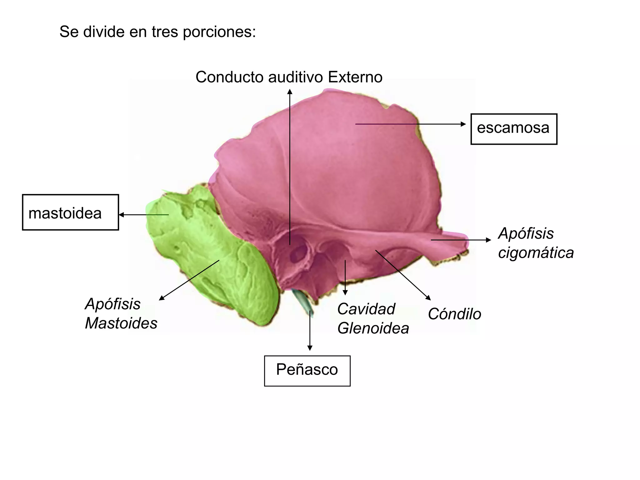 Hueso Temporal PPTX Hueso Temporal PPTX