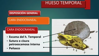 HUESO TEMPORAL
• Escama del h. Temporal
• Sutura o cisura
petroescamosa interna
• Peñasco
CARA ENDOCRANEAL
CARA ENDOCRANEAL
DISPOSICIÓN GENERAL
 