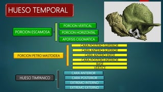 HUESO TEMPORAL
PORCION ESCAMOSA
PORCION PETRO MASTOIDEA
HUESO TIMPANICO
PORCION VERTICAL
PORCION HORIZONTAL
CARA POSTERO SUPERIOR
CARA ANTERO SUPERIOR
CARA ANTERO INFER
CARA POSTERO INFERIOR
BASE
VERTICE
CARA ANTERIOR
CARA POSTERIOR
EXTREMO INTERNO
EXTREMO EXTERNO
APOFISIS CIGOMATICA
 