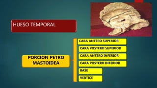 HUESO TEMPORAL
PORCION PETRO
MASTOIDEA
CARA ANTERO SUPERIOR
CARA POSTERO SUPERIOR
CARA ANTERO INFERIOR
CARA POSTERO INFERIOR
BASE
VERTICE
 