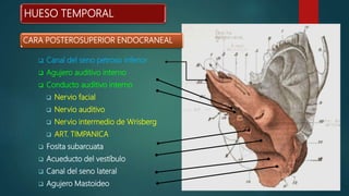  Canal del seno petroso inferior
 Agujero auditivo interno
 Conducto auditivo interno
 Nervio facial
 Nervio auditivo
 Nervio intermedio de Wrisberg
 ART. TIMPANICA
 Fosita subarcuata
 Acueducto del vestíbulo
 Canal del seno lateral
 Agujero Mastoideo
CARA POSTEROSUPERIOR ENDOCRANEAL
HUESO TEMPORAL
 