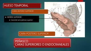 PEÑASCO
CARAS SUPERIORES O ENDOCRANEALES
 BORDE SUPERIOR
 Canal del seno petroso superior
HUESO TEMPORAL
CARA ANTERO SUPERIOR
CARA POSTERO SUPERIOR
 