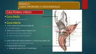 PEÑASCO
CARAS INFERIORES O EXOCRANEALES
Zona Media
 Fosa Yugular (13) (golfo de la Y.I.)
Zona Interna
 Orificio inferior del conducto carotideo (8)
 ( Carótida interna)
 Orificio del conducto Carótico-timpánico (13’)
 Arteriola rama de la carótida interna
 Filete nervioso carótico-timpánico
 Orificio inferior del conducto timpánico o conducto de Jacobson (12)
 N. de Jacobson rama del glosofaríngeo
 Fosita piramidal o Petrosa (11)
 (Ganglio de Andersch del N. Glosofaringeo)
Cara Postero inferior
 