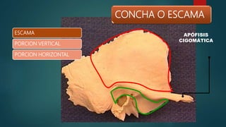CONCHA O ESCAMA
APÓFISIS
CIGOMÁTICA
ESCAMA
PORCION VERTICAL
PORCION HORIZONTAL
 