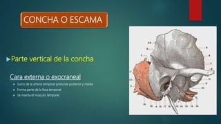 CONCHA O ESCAMA
Parte vertical de la concha
Cara externa o exocraneal
 Surco de la arteria temporal profunda posterior y media
 Forma parte de la fosa temporal
 Se inserta el músculo Temporal
 