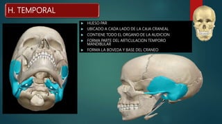 HUESO PAR
 UBICADO A CADA LADO DE LA CAJA CRANEAL
 CONTIENE TODO EL ORGANO DE LA AUDICION
 FORMA PARTE DEL ARTICULACION TEMPORO
MANDIBULAR
 FORMA LA BOVEDA Y BASE DEL CRANEO
H. TEMPORAL
 
