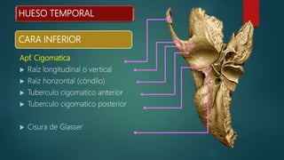 CARA INFERIOR
Apf. Cigomatica
 Raíz longitudinal o vertical
 Raíz horizontal (cóndilo)
 Tuberculo cigomatico anterior
 Tuberculo cigomatico posterior
 Cisura de Glasser
HUESO TEMPORAL
 