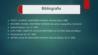 Bibliografia
 TESTUT, LATARJET. ANATOMÍA HUMANA. Editorial Salvat. 1988
 ROUVIERE, DELMAS. ANATOMÍA HUMANA descriptiva, topográfica y funcional.
 Editorial Masson. Ed. 11ª. 2005.
 PUTZ, PABST. SOBOTTA. ATLAS DE ANATOMÍA con CD ROM. Editorial Médica
 Panamericana. Ed. 22ª. 2006.
 NETTER. ATLAS DE ANATOMÍA HUMANA. Editorial Masson. Ed. 3ª. 2003.
 