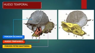 HUESO TEMPORAL
PORCION ESCAMOSA
PORCION PETRO MASTOIDEA
HUESO TIMPANICO
 