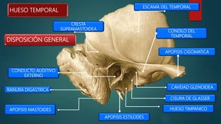 CRESTA
SUPRAMASTOIDEA CONDILO DEL
TEMPORAL
ESCAMA DEL TEMPORAL
CISURA DE GLASSER
APOFISIS CIGOMATICA
HUESO TIMPANICO
RANURA DIGASTRICA
CAVIDAD GLENOIDEA
HUESO TEMPORAL
CONDUCTO AUDITIVO
EXTERNO
APOFISIS MASTOIDES
APOFISIS ESTILODES
DISPOSICIÓN GENERAL
 