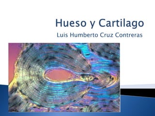 Luis Humberto Cruz Contreras
 