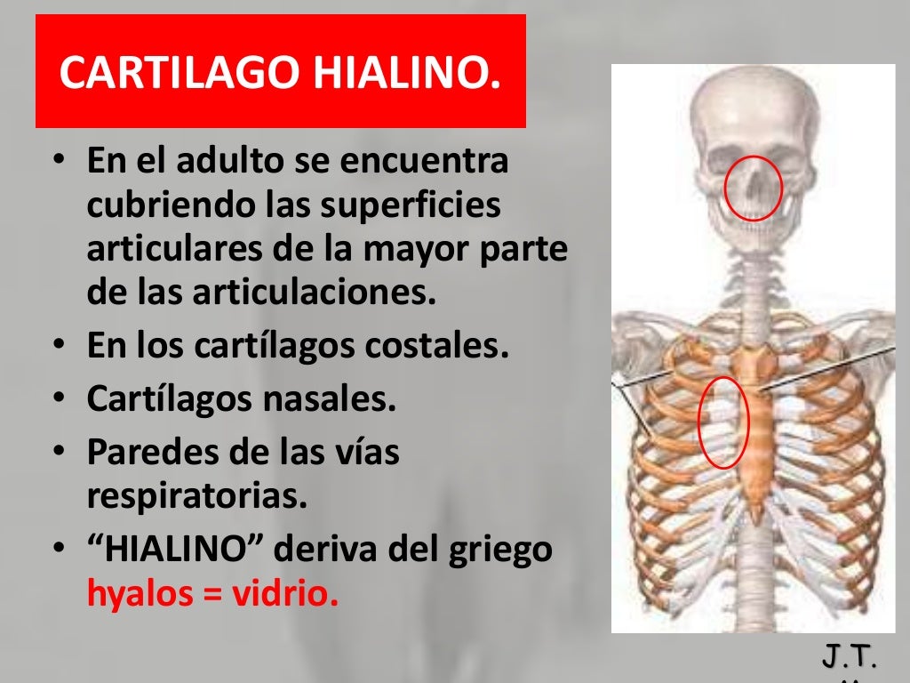 Diferencias Entre Hueso Y Cartilago Diferencias Entre Hueso Y Cartilago