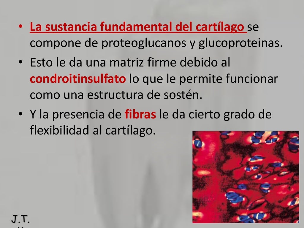 Diferencias Entre Hueso Y Cartilago Hueso y cartilago UPSJB