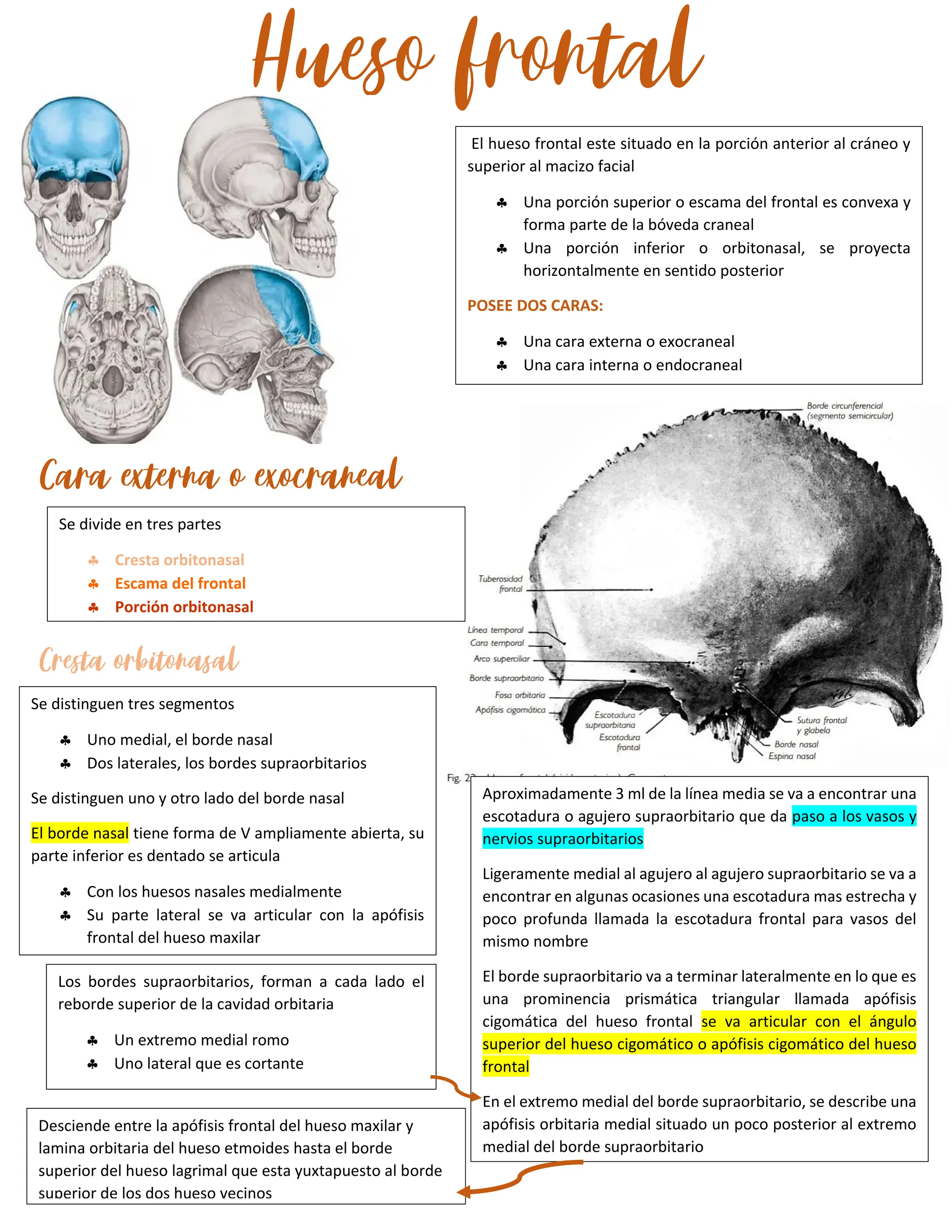 hueso frontal y partes del hueso con descripcion del libro de rouviere ...