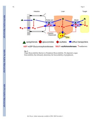 Hu et al., 2007 mol. pharm.bioavalability of polyphenols | PDF