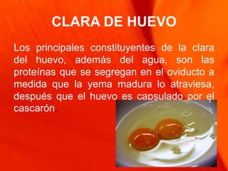 CLARA DE HUEVO
Los principales constituyentes de la clara
del huevo, además del agua, son las
proteínas que se segregan en el oviducto a
medida que la yema madura lo atraviesa,
después que el huevo es capsulado por el
cascarón.
 