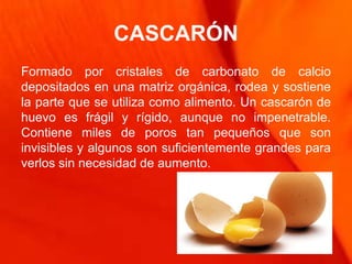 CASCARÓN
Formado por cristales de carbonato de calcio
depositados en una matriz orgánica, rodea y sostiene
la parte que se utiliza como alimento. Un cascarón de
huevo es frágil y rígido, aunque no impenetrable.
Contiene miles de poros tan pequeños que son
invisibles y algunos son suficientemente grandes para
verlos sin necesidad de aumento.
 