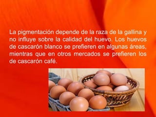 La pigmentación depende de la raza de la gallina y
no influye sobre la calidad del huevo. Los huevos
de cascarón blanco se prefieren en algunas áreas,
mientras que en otros mercados se prefieren los
de cascarón café.
 