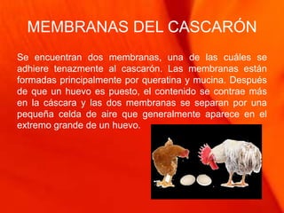 MEMBRANAS DEL CASCARÓN
Se encuentran dos membranas, una de las cuáles se
adhiere tenazmente al cascarón. Las membranas están
formadas principalmente por queratina y mucina. Después
de que un huevo es puesto, el contenido se contrae más
en la cáscara y las dos membranas se separan por una
pequeña celda de aire que generalmente aparece en el
extremo grande de un huevo.
 