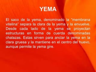 YEMA
El saco de la yema, denominado la “membrana
vitelina” separa la clara de la yema y la envuelve.
Desde cada lado de la yema se proyectan
estructuras en forma de cuerda denominadas
chalazas. Estas sirven para anclar la yema en la
clara gruesa y la mantiene en el centro del huevo,
aunque permite la yema gire.
 