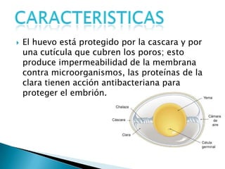 El huevo está protegido por la cascara y por una cutícula que cubren los poros; esto produce impermeabilidad de la membrana contra microorganismos, las proteínas de la clara tienen acción antibacteriana para proteger el embrión.Caracteristicas