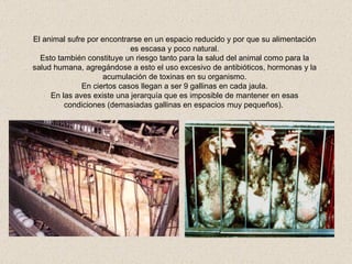 El animal sufre por encontrarse en un espacio reducido y por que su alimentación es escasa y poco natural. Esto también constituye un riesgo tanto para la salud del animal como para la salud humana, agregándose a esto el uso excesivo de antibióticos, hormonas y la acumulación de toxinas en su organismo. En ciertos casos llegan a ser 9 gallinas en cada jaula. En las aves existe una jerarquía que es imposible de mantener en esas condiciones (demasiadas gallinas en espacios muy pequeños).   