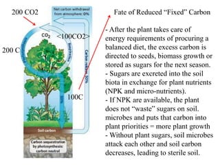 200 CO2 
200 C 
<100CO2> 
100C 
Fate of Reduced “Fixed” Carbon 
- After the plant takes care of 
energy requirements of procuring a 
balanced diet, the excess carbon is 
directed to seeds, biomass growth or 
stored as sugars for the next season. 
- Sugars are excreted into the soil 
biota in exchange for plant nutrients 
(NPK and micro-nutrients). 
- If NPK are available, the plant 
does not “waste” sugars on soil. 
microbes and puts that carbon into 
plant priorities = more plant growth 
-Without plant sugars, soil microbes 
attack each other and soil carbon 
decreases, leading to sterile soil. 
 